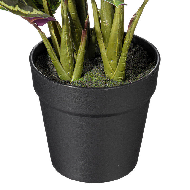 16.1 Plante