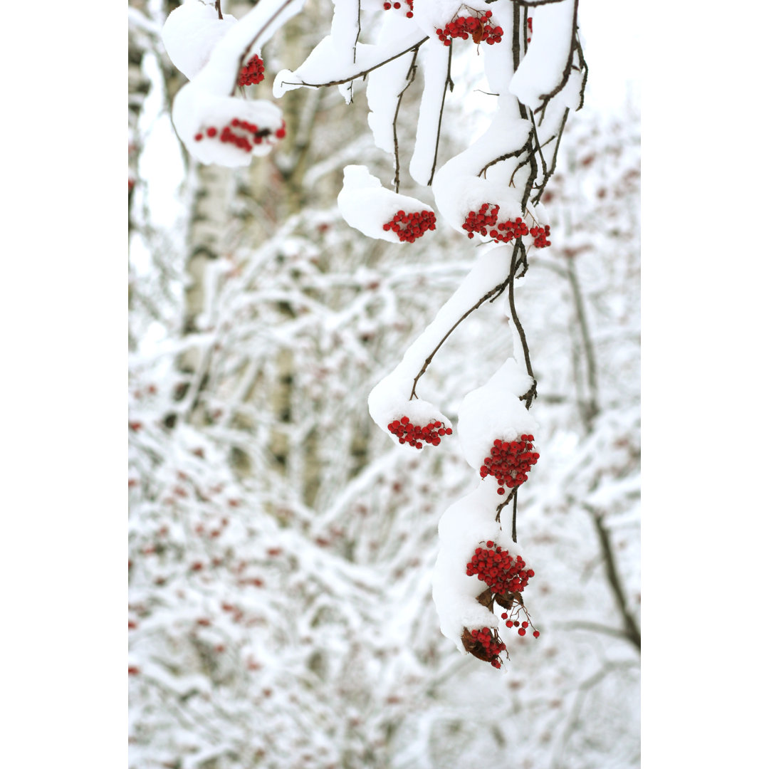 Schneebedeckte Vogelbeere