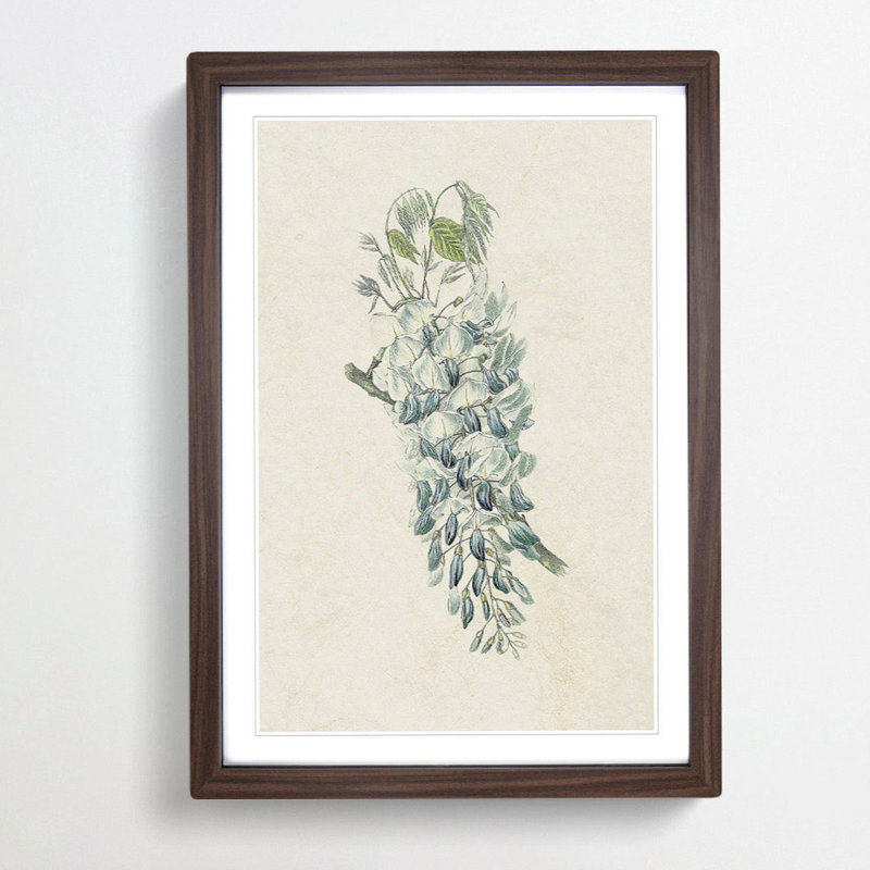 Illustration of Chinese Wisteria Flowers - Framed Print, 48cm H x 36cm W x 2cm D, Walnut Framed