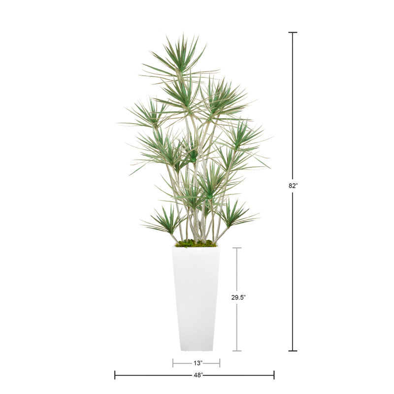 Arbre Dracaena en pot de fibres