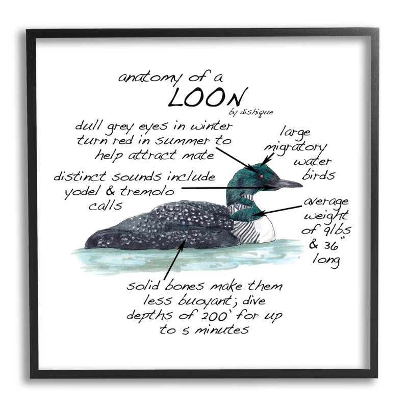 Loon Water Bird, carte d'anatomie, faits sur la faune, giclée, art texturé par vaisselle, H 12 po x l 12 po x P 1,5 po, Noir