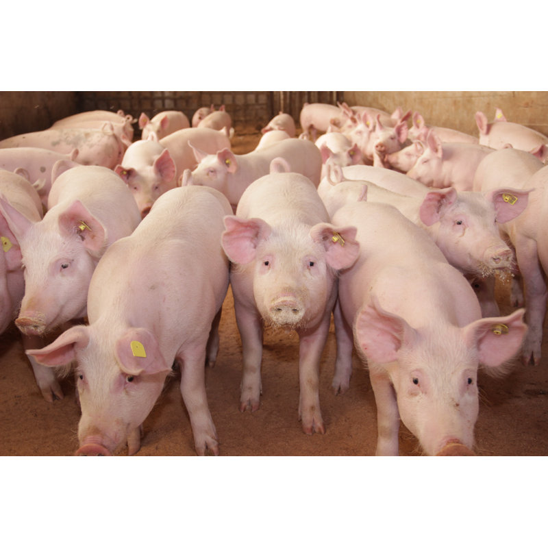 Pig In The Farm by Srdjan Stepic - Wrapped Canvas Print, 50.8cm x 76.2cm