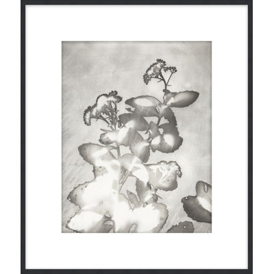 Lucent Botanicals 6 Framed Print