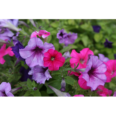 Petunias - Wrapped Canvas Print