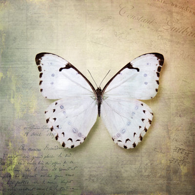 Papillon français II