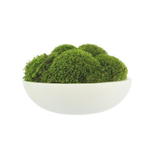 Instant Green All Purpose Moss/Mat Runner