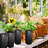 Tameiko Pot Planter-1811541199