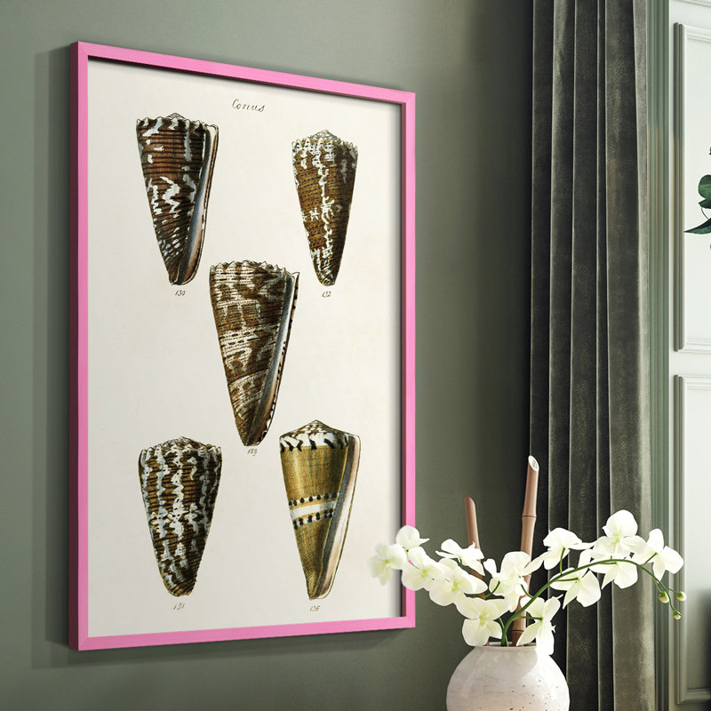 Cone Shell Collection, reproduction encadrée en V - bois massif, Cadre photo brun simple, H 28 po x l 22 po