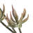 Aloe Vera Arrangement