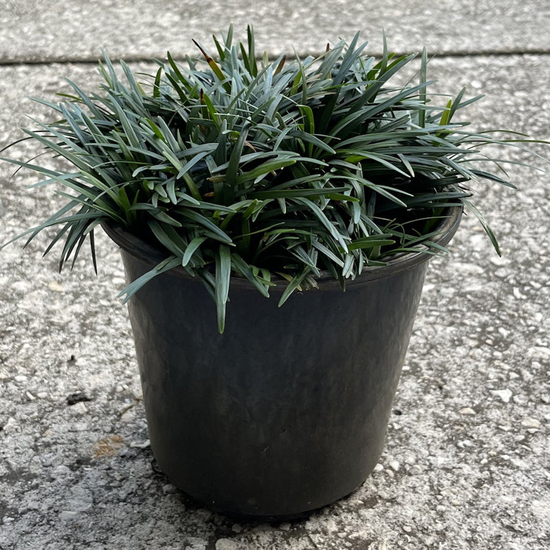 1 gal. Dwarf Mondo Grass