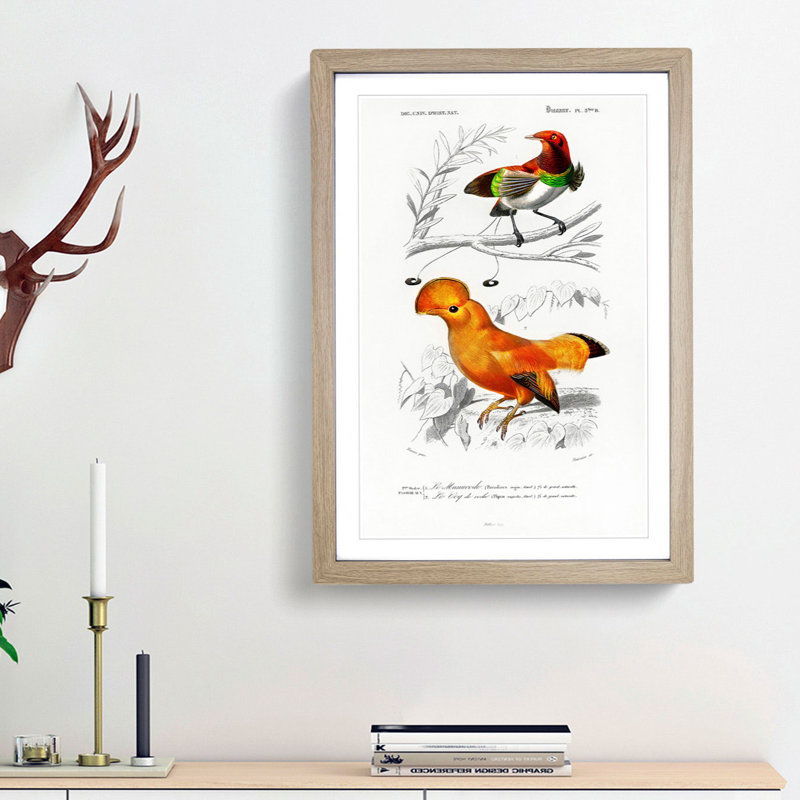 Bird Illustrations PL. 5B by Charles D' Orbigny - Single Picture Frame Painting, Oak Framed, 33cm H x 24cm W x 2cm D