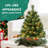 Spruce Christmas Tree