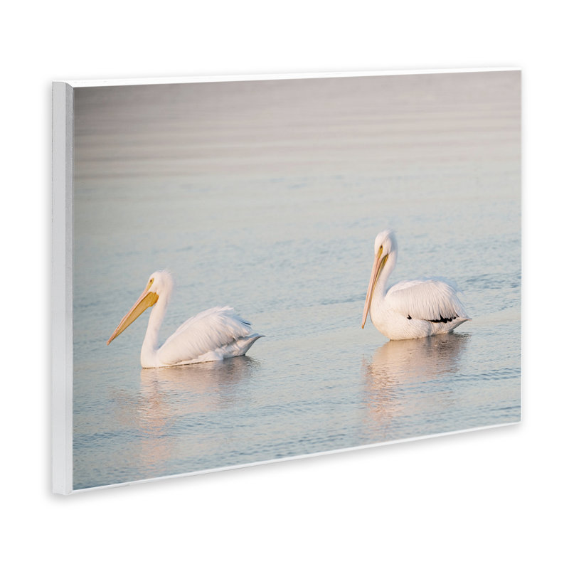 «Pelicans on Calm Waters» par Danita Delimont, H 13 po x l 19 po