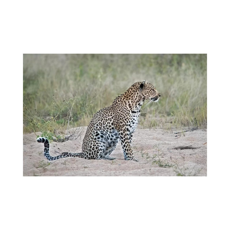 Leopard 1 Piece Wrapped Canvas Wall Art, 30.48 cm H x 45.72 cm W