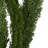 8'' Plant