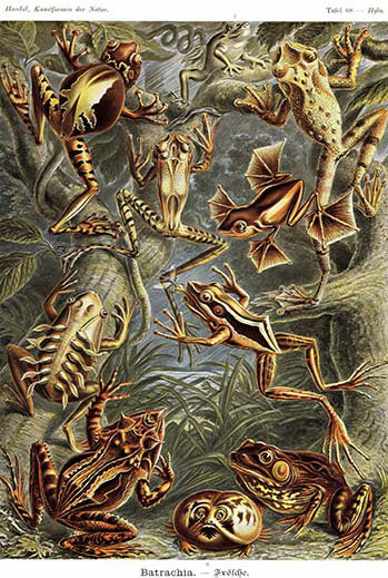 « grenouilles » par ernst haekel, impression, H 66 po x l 44 po x P 1,5 po