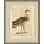 Edwards Bustard Painting
