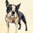 " Boston Terrier " by Alex Zeng