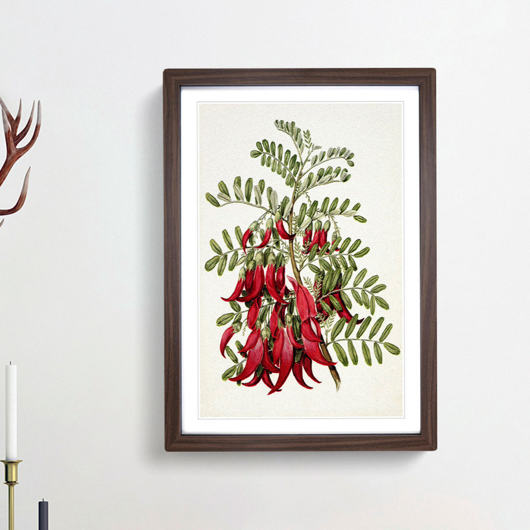 Clianthus Flowers by Sarah Featon - Picture Frame Painting Print