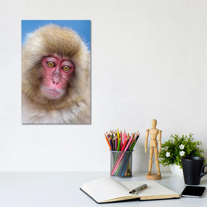 Snow Monkey Juvenile Portrait - Wrapped Canvas Print, 20.32 cm H x 30.48 cm W