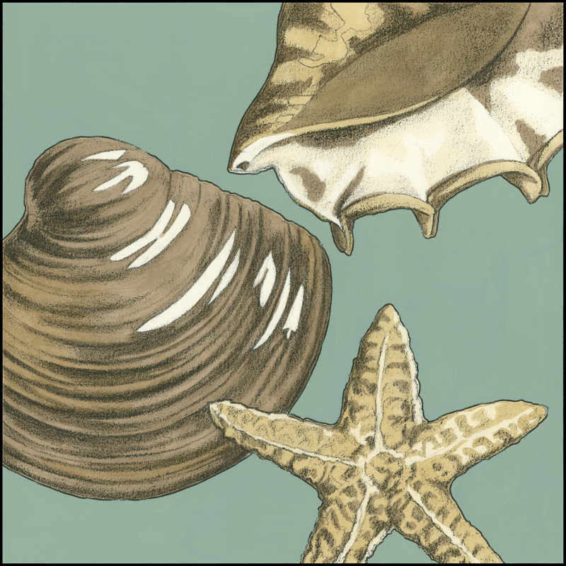 Small Shell Trio On Blue IV (P) - Wrapped Canvas Art Prints, 76cm H x 76cm W x 3.8cm D