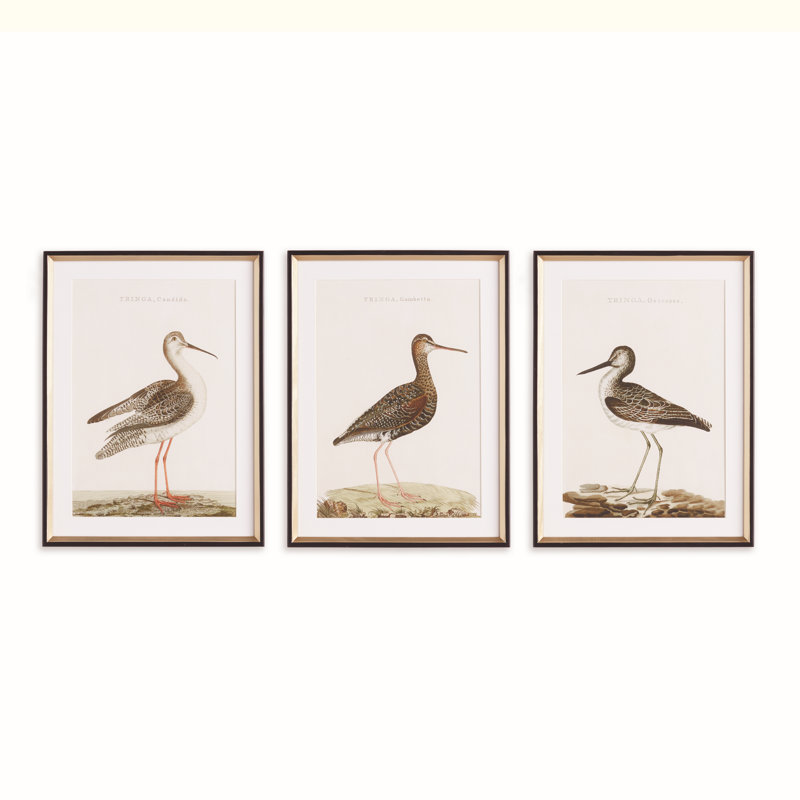 ETUDE OISEAUX WANDERING, ENSEMBLE DE 3