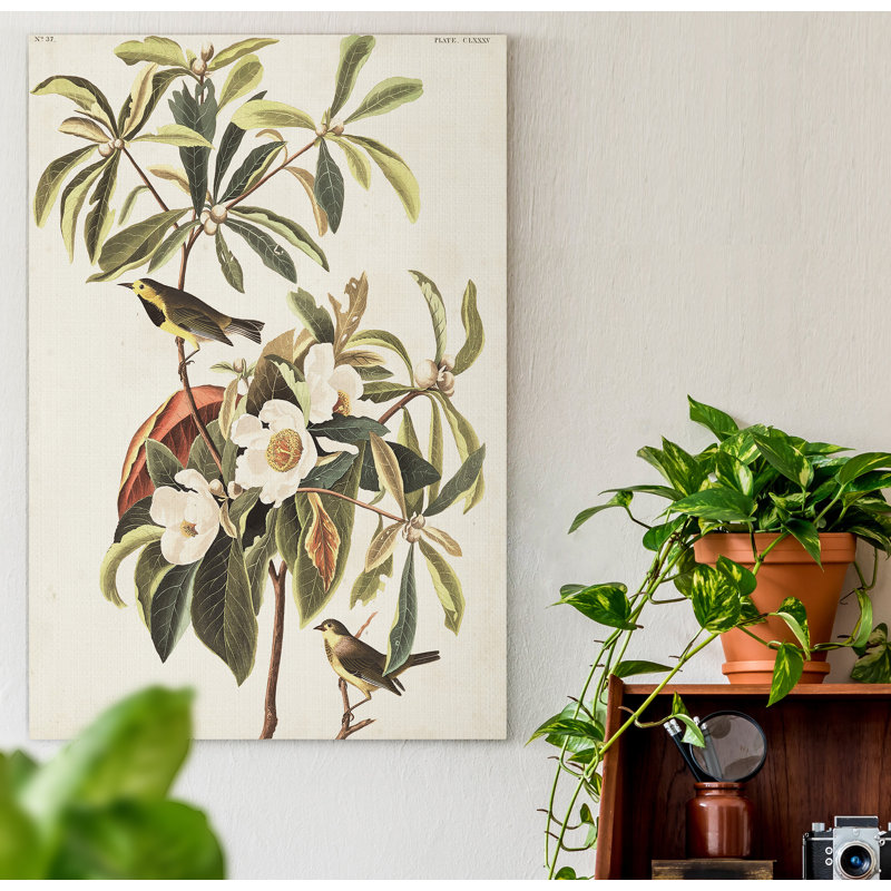 « Pl 185 Bachman’s Warbler », reproduction d’art sur toile, H 27 po x l 18 po x P 1 po