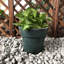 Pot à fleurs en béton Nikhil-31958014-31958018