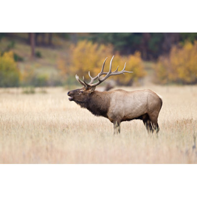 Elk Bugling by Rpbirdman