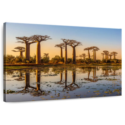 Baobab de Harnek à Madagascar