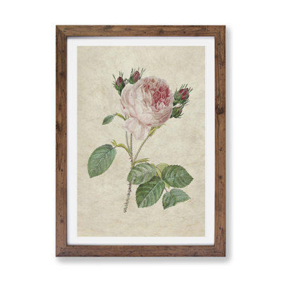 Cabbage Rose - Single Picture Frame Painting