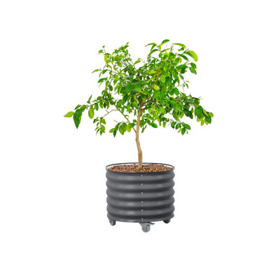 20.5" Tall 24" Wide Round Metal Outdoor Rolling Tree Planter