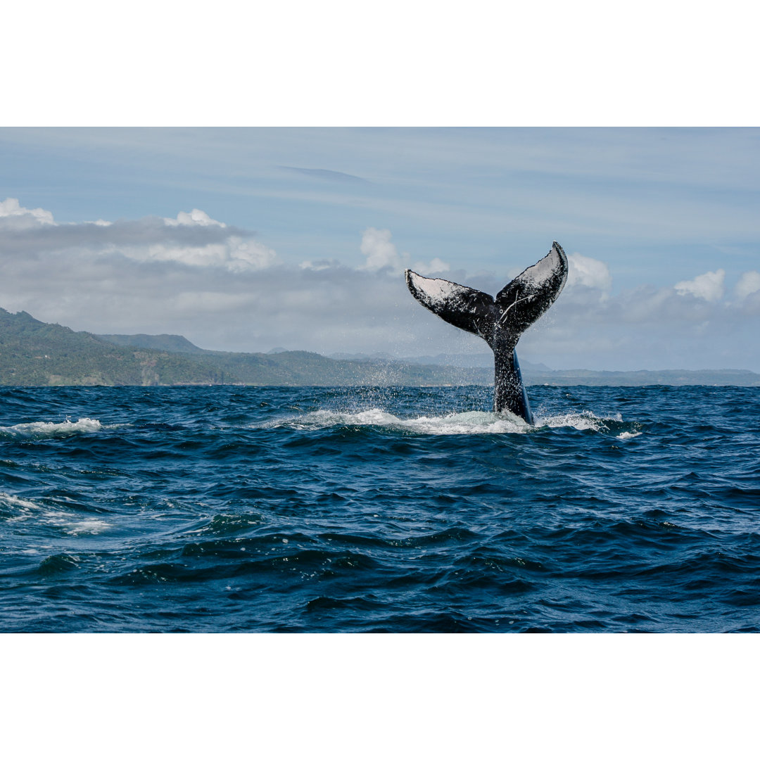 Humpback Whale Tail by Kit Korzun - Wrapped Canvas Print