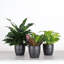 Plant in Pot-898924732
