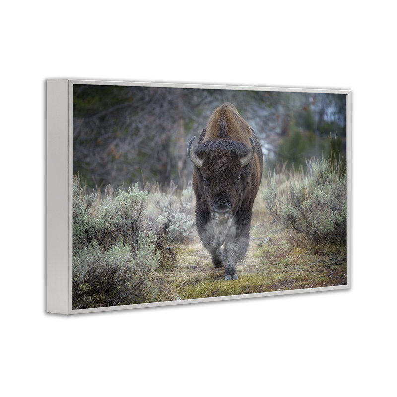 Bison Stepping, photographie, estampe numérique par Rick Berk, Estampe numérique encadrée blanc bord de mer