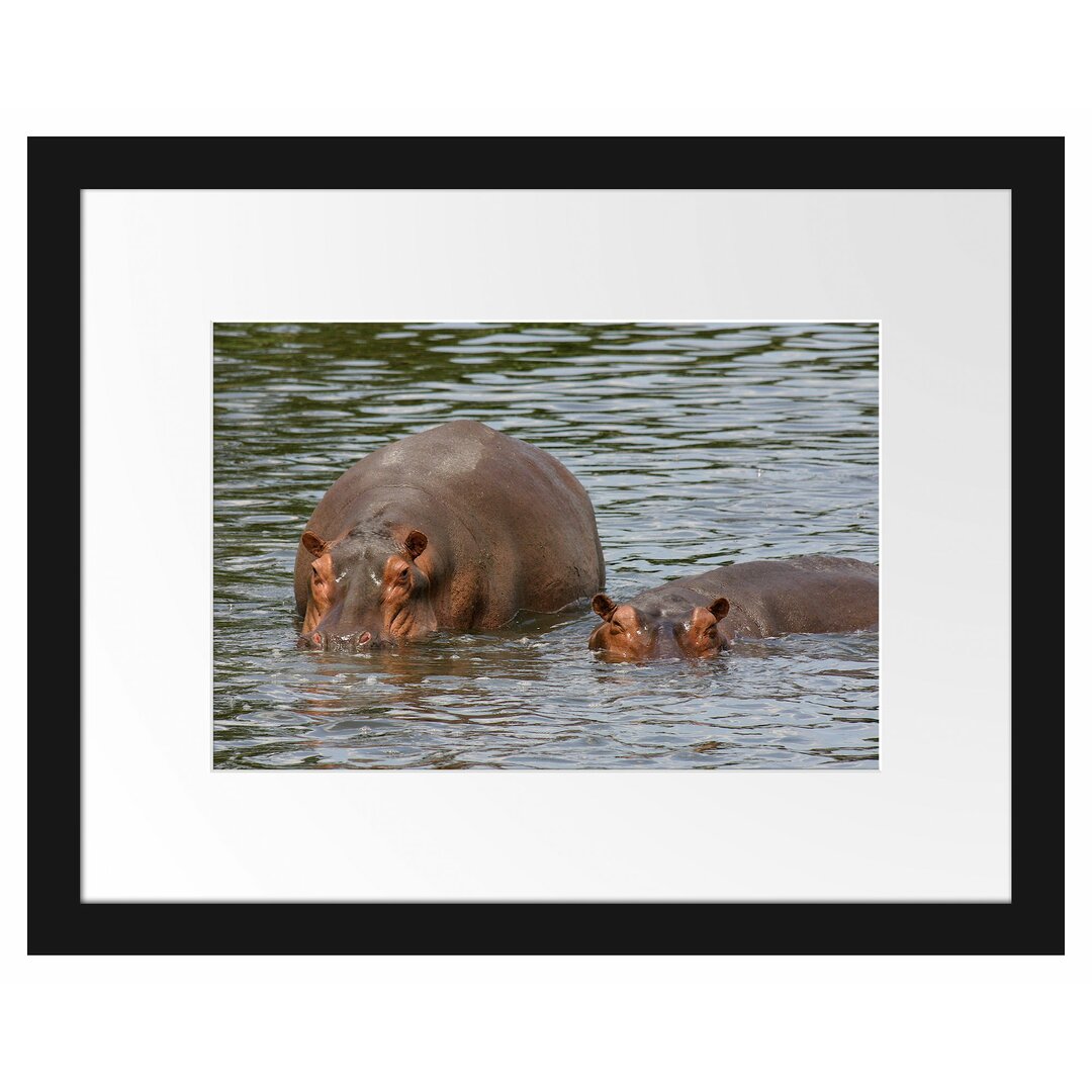 Gerahmtes Poster Zwei Flusspferde im hohen Wasser