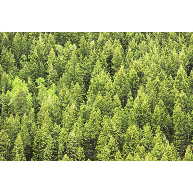Forêt de conifères, montagne sauvage, H 24 po x l 36 po