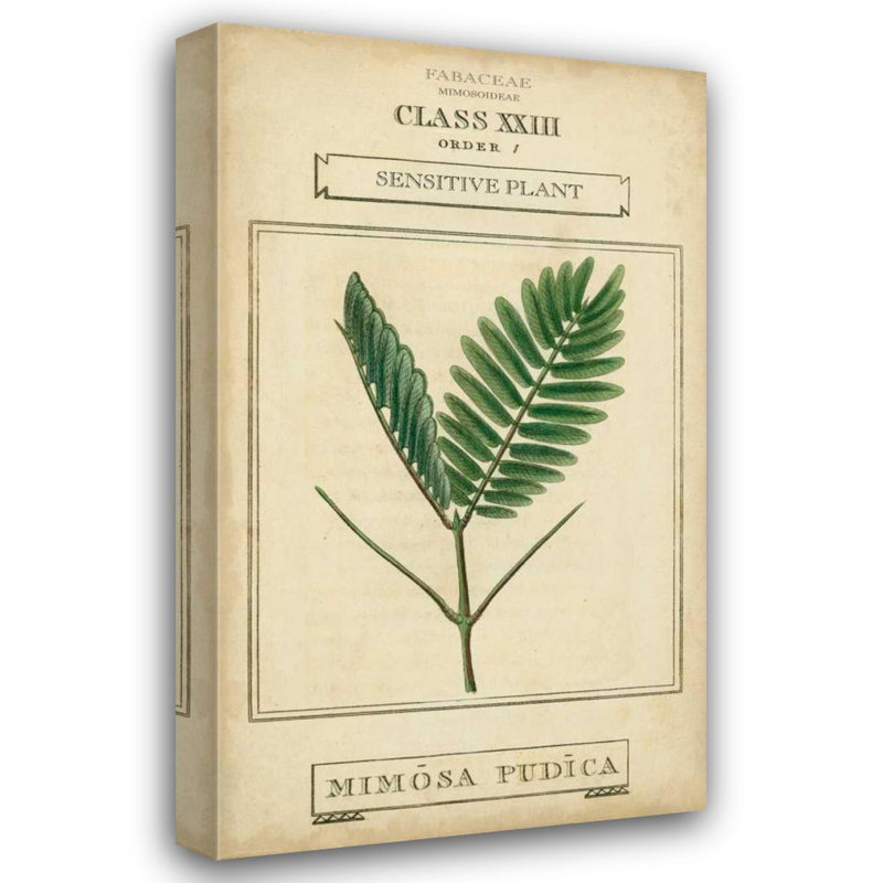 «August Grove® Vision Studio Gallery», art sur toile tendue: Linnaean Botany IV, H 24 po x l 16 po