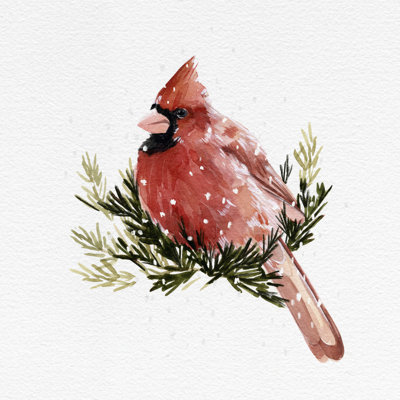 Cardinal avec neige II