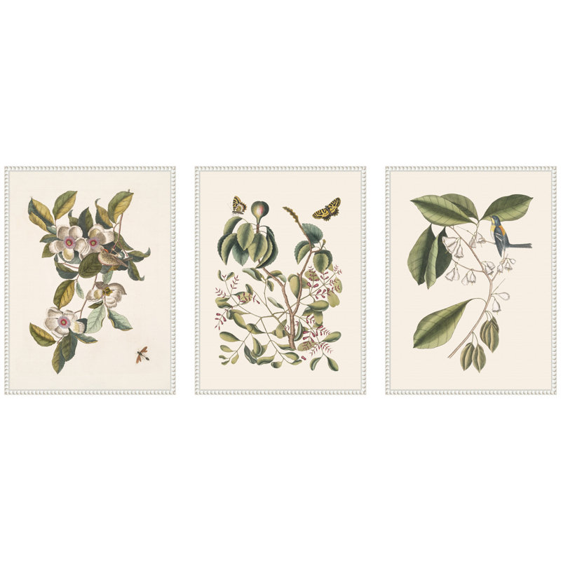 "1754 Mark Catesby Botanicals and Avian Study", ensemble de 3 toiles encadrées par Nostalgia