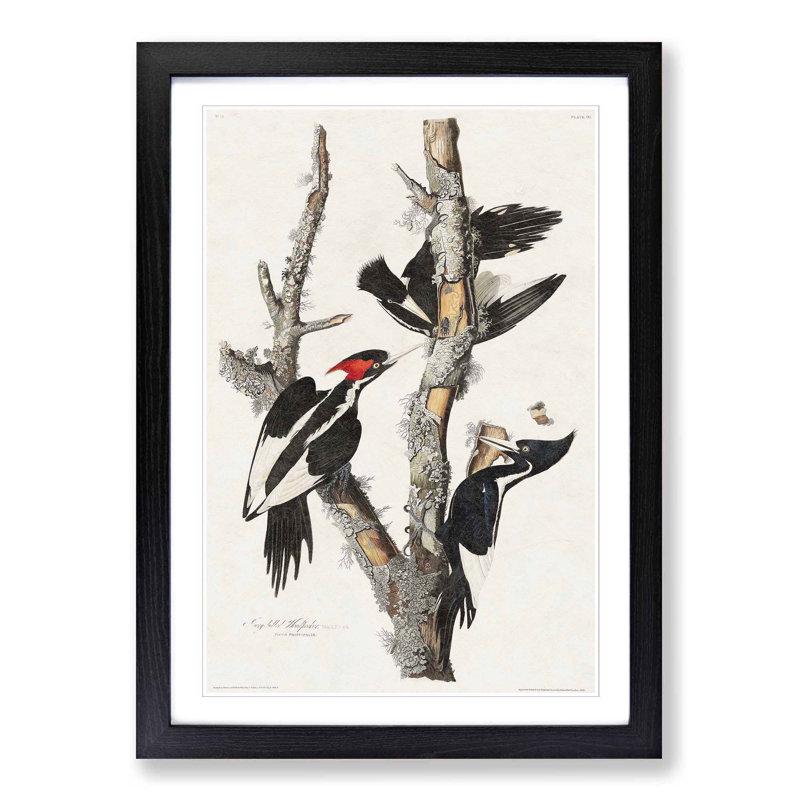 Ivory Billed Woodpeckers by John Audubon - Framed Print, 48cm H x 36cm W x 2cm D, Black Framed