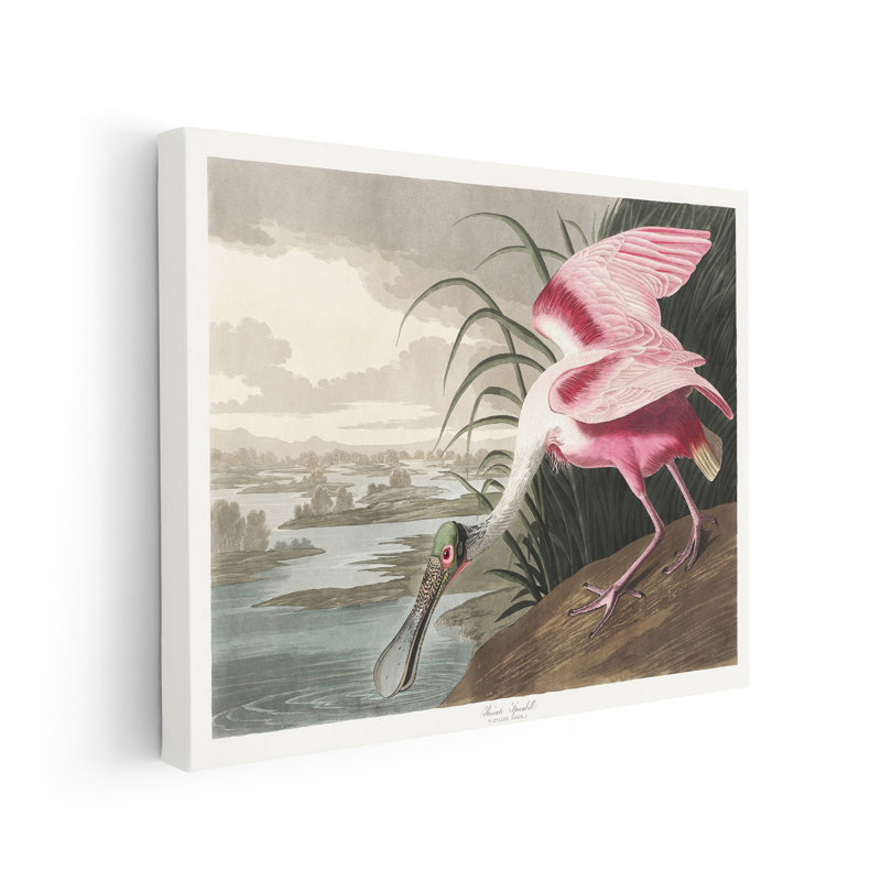 John James Audubon - spatule rosée, Unframed, Canvas, 18"H x 24"W