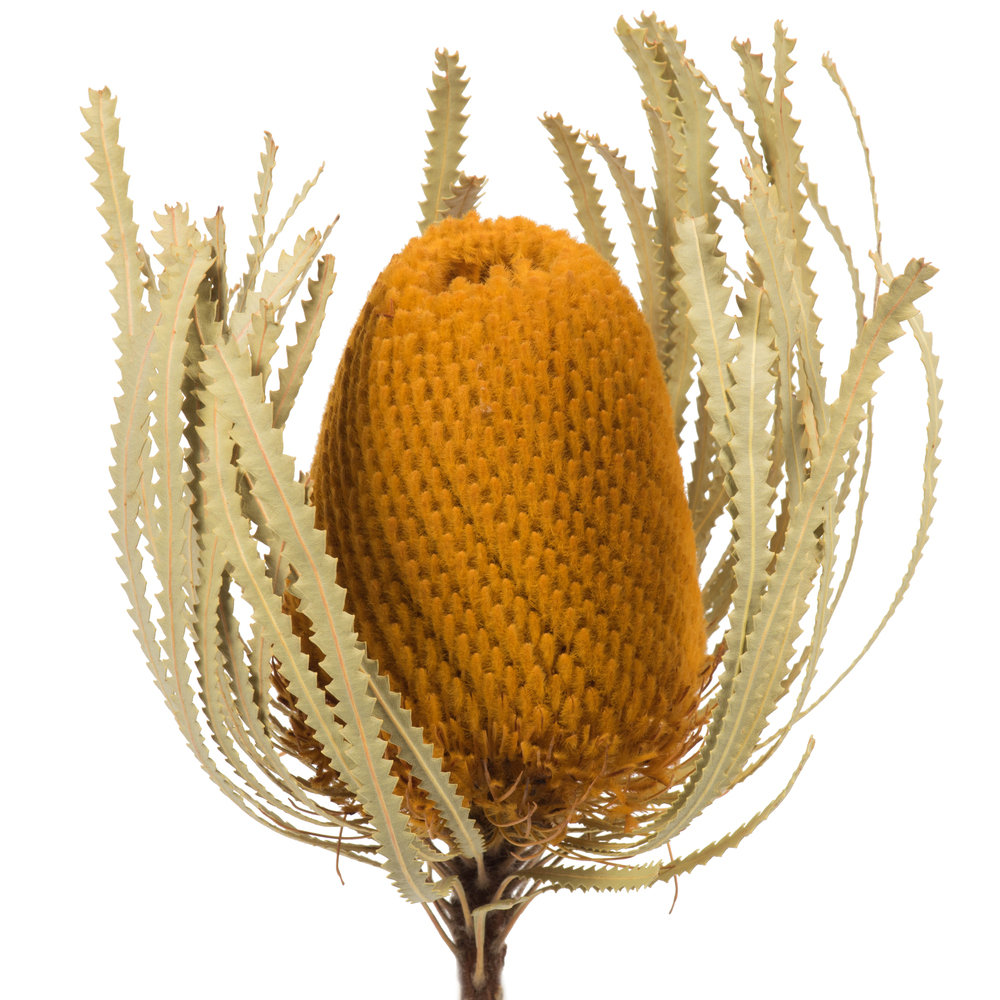 Dried Banksia Floral Stems, Aspen Gold