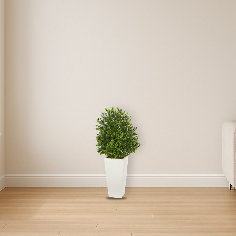 Sweet Grass Plant in White Planter