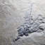 Gogia fossile. Cambrian. Marjum Formation, Utah