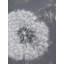 Blowing dandelion - 36"x48" Framed canvas