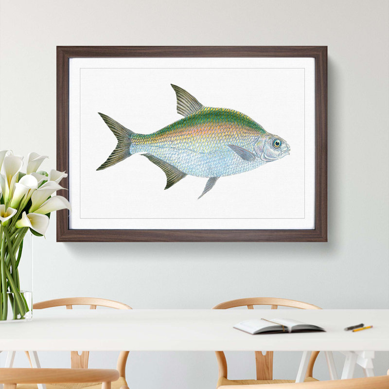 Bream Fish by Edward Donovan - Picture Frame Painting Print, 36cm H x 48cm W x 2cm D, Walnut Framed