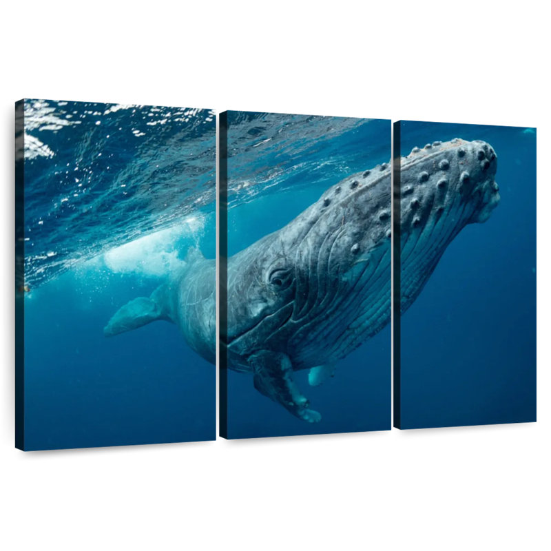 Brampt Whale Near Surface, 36" H x 57" W