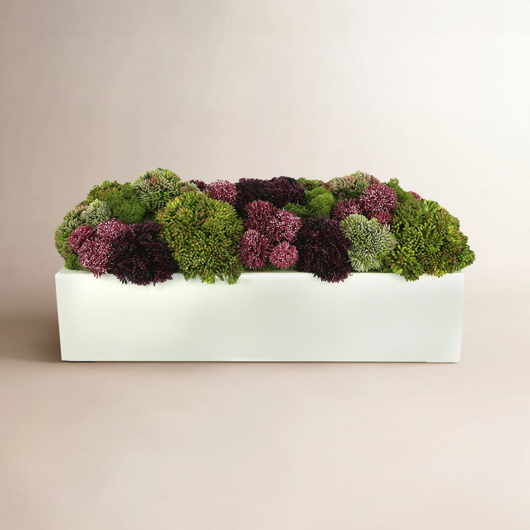 Sedum Arrangement in Planter Birch Lane™