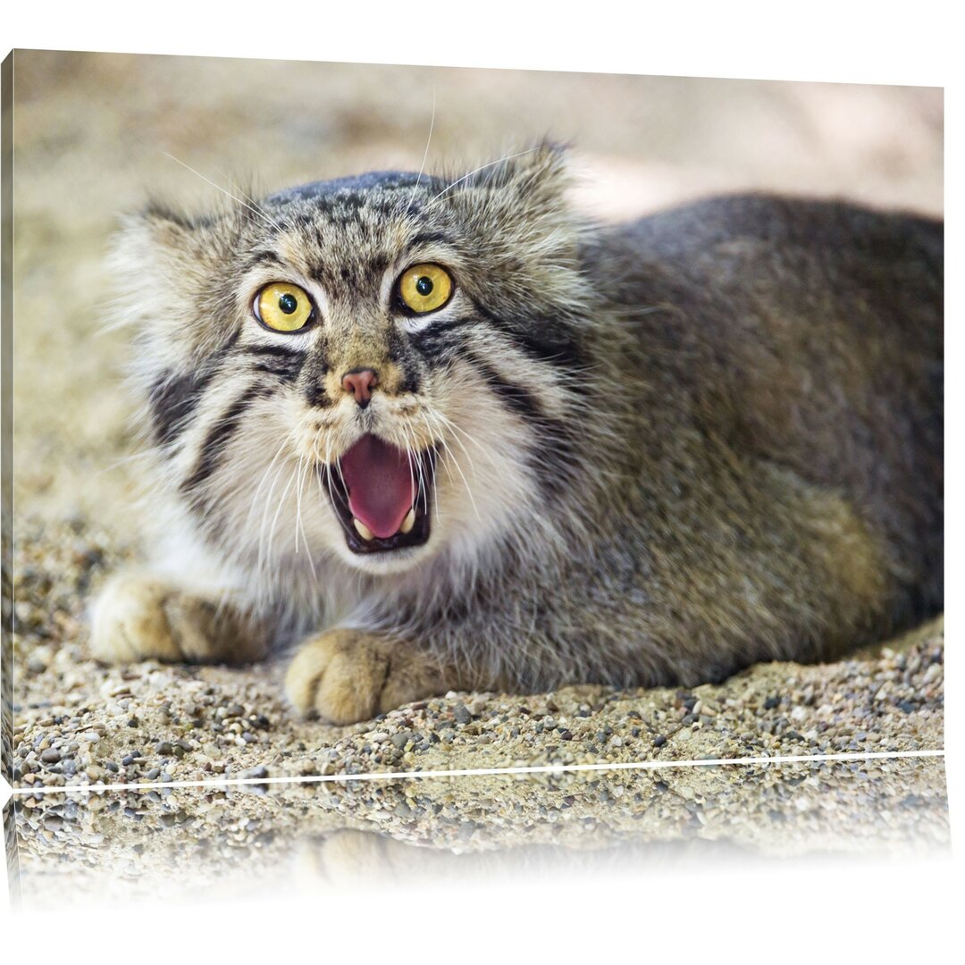 Leinwandbild Scheue Manul